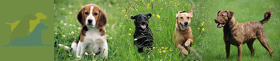 KENT DOG BEHAVIOUR TRAINING - PROFESSIONAL DOG TRAINING - ALL PROBLEMS ...