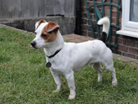 Cracker-jack-russell-x-chihuahua-dog-training-the-dog-trainer-kent