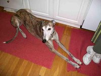 Sugar-greyhound-dog-training-dog-trainer-canine-behaviour-Kent-&-South-East-England