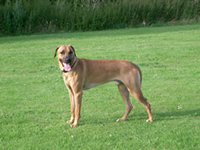 Rhodesian-Ridgeback-dog-training-dog-trainer-home-visit-services-kent