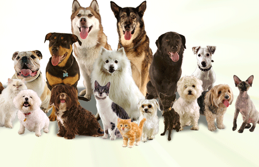 Buy dog training gift vouchers here - purchase puppy gift ...