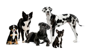 dog-training-puppy-training-kent-Medway_Towns_Newington_rainham-gillingham-chatham-rochester-strood-dog-trainer-all-problems-addressed