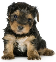 puppy training group classes house training toliet training kent sheppey maidstone medway puppy foundation
