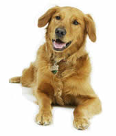 dog_training-dog_trainer-Kent-TN1-TN10-TN11-TN12-TN13-TN14-TN15-TN16-TN17-TN18-TN2-TN23-TN24-TN25-TN26-TN27-TN28-TN29-TN3-TN30-TN4-TN8-TN9