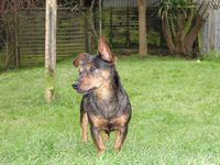 cooper-jack-russell-x-dog-training-kent-the-dog-trainer